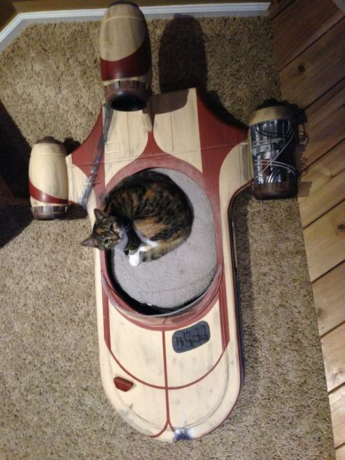 catsbeaversandducks:&ldquo;Meow the Force be with you.&rdquo;Photos by ©Roxy’s Dream