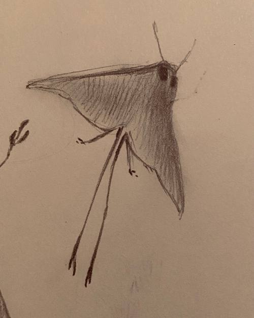 nataliehall:  Some moth doots 🔴,🔴 — view on Instagram https://ift.tt/3bZQCHY