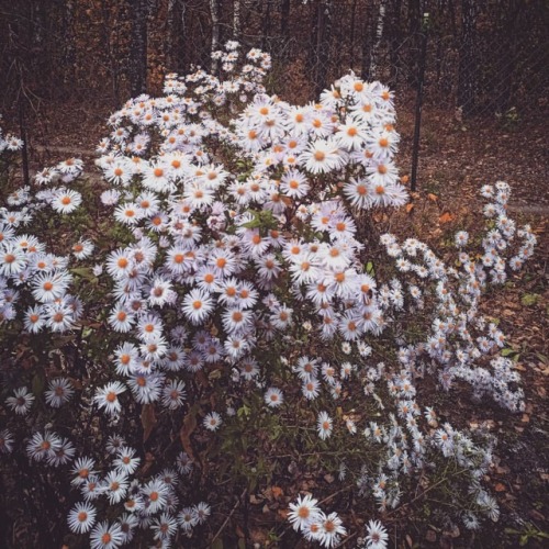 October in my garden. #mygardentoday #gardening #autumngarden #gardenersofinstagram #gardenflowers #