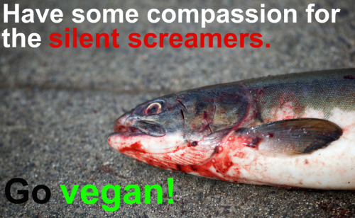 adviceforvegans: Not all of our non human friends scream… but all of them suffer.