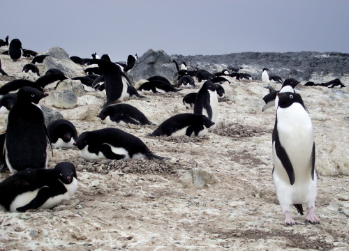 This afternoon I had my first ever helicopter ride out to the beautiful Cape Royds penguin colony, t