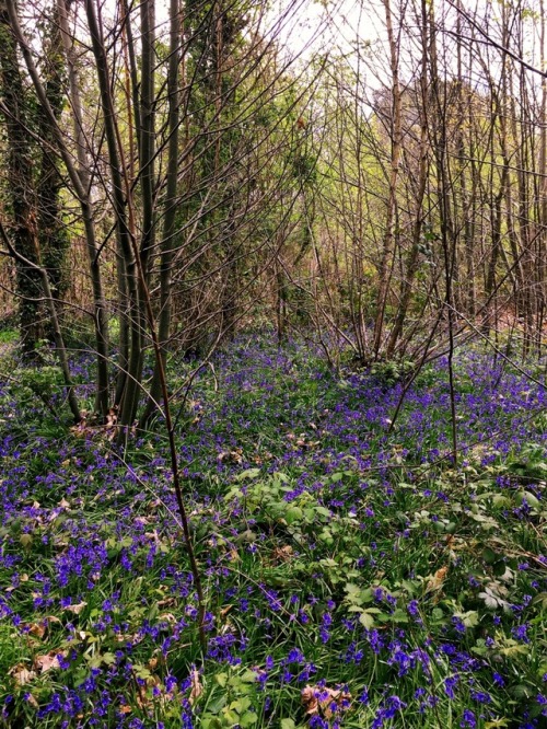 vanimamela:Take me down to the bluebell forest where the grass is green and the trees are pretty