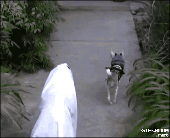 catsdogsgifs:  http://catsdogsgifs.tumblr.com/