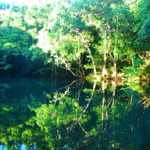 oceaniatropics: wallaby creek, cooktown, queensland, australia ❁❁ tropical blog, following back ev