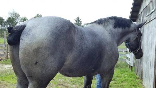 draftmare: Blue roan Percheron stallion Hacienda Wild Card.