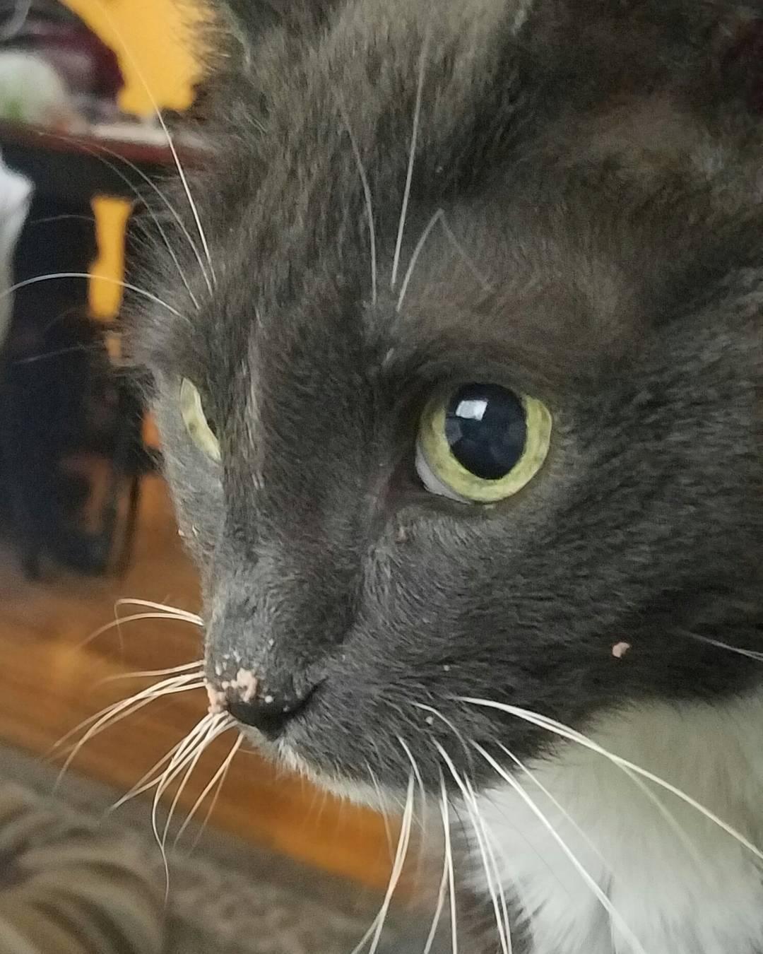 comorbird:  awwcutefuzzyanimals:Approaching 15 years old and still shoving his face