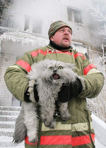 mufasamonsta:  tahthetrickster:  i really like looking at google image searches for “firemen rescuing cats” or something because you get super cute pictures like AND THEN THERE’S THIS ONE  “THAT’S RIGHT TWAS I that set the house ablaze!!!”