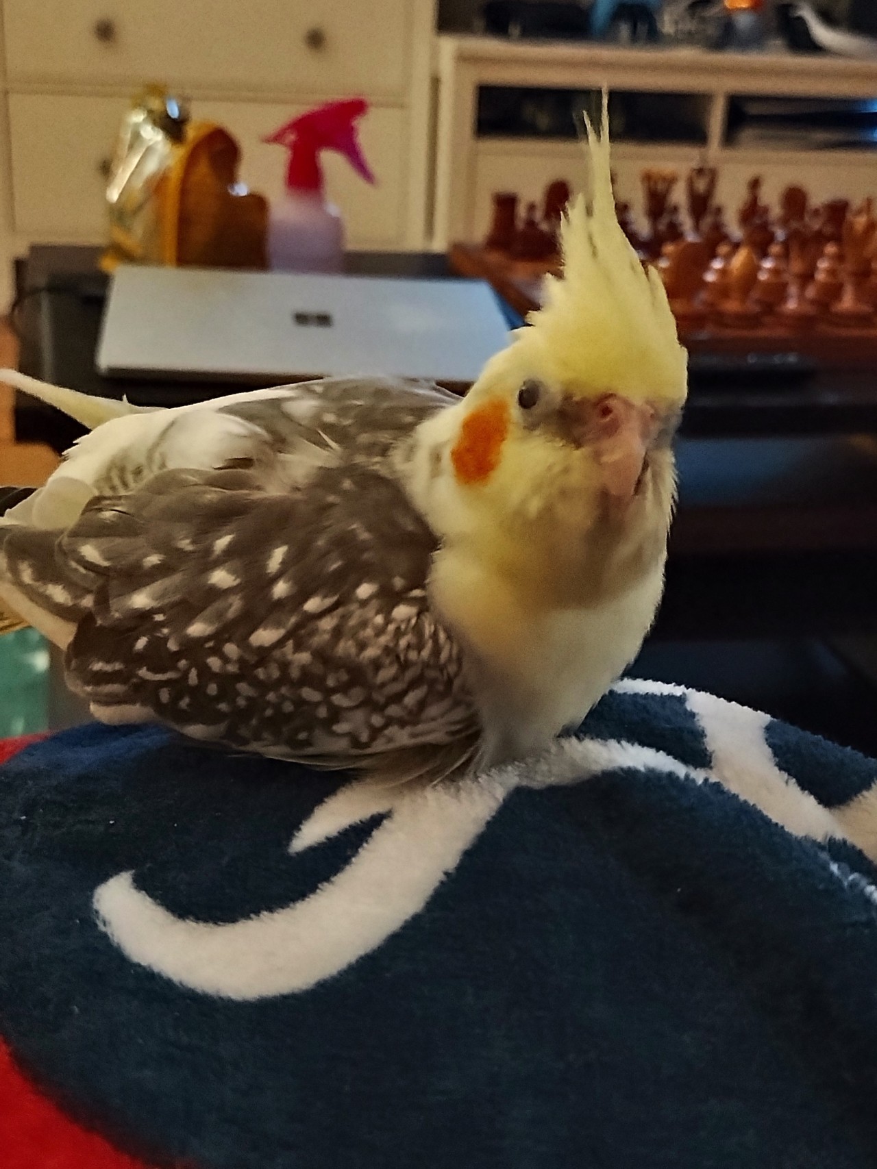 #bird birbmania on Tumblr #bird birbmania on Tumblr