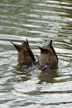 catsbeaversandducks:  &ldquo;Duck and Cover!&rdquo;  (Please click on each photo for sources)  Synchronized swimming! 