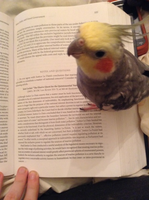 tengutakesflight:  Tengu is an expert at Canadian constitutional law  there are experts at the law s