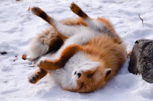 wearestrex: everythingfox: Oh my .. Taken from /r/foxes that is the FATTEST boy ive ever WITNESSED