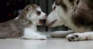 pookie-bear17:  i want one so bad. 