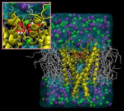 currentsinbiology:  Water molecules control inactivation and recovery of potassium