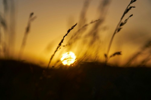 Le Soleil Levant