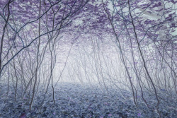 richard-littlewood: Blue saplings
