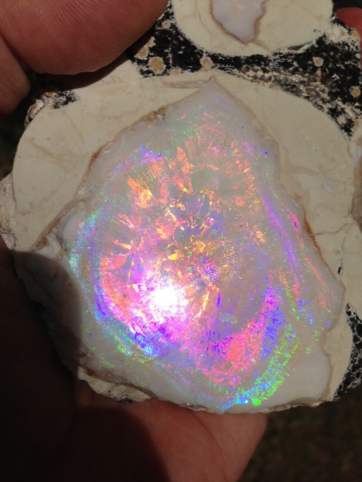 for you crazy opal Lovers :)this specimen is a Geyser Opal from Spencer Idaho, USA.