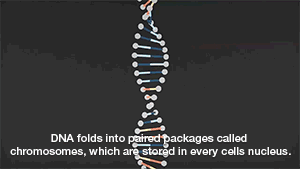 coolsciencegifs:  zerostatereflex: What is DNA? 