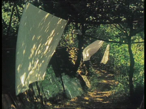 filmerditelle:BOUQUETS ECOLOGIQUES #21-30, Rose Lowder, 2003-2005.