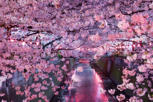 kvnai: SAKURA（Cherry blossom） / Meguro river, Meguro, Tokyo by  Yoshihiro Ogawa