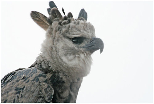 celtic-forest-faerie:{Harpy Eagle} by {Devilicious}