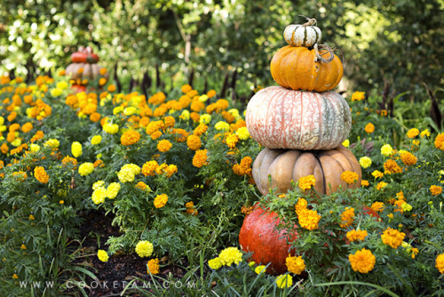 halloweenmagick: Cook Fam