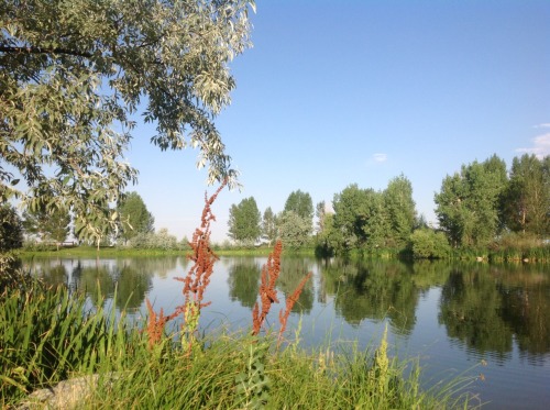 weldcounty1:This is the pond by my house! But it’s exclusive to Weld County!