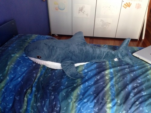 also @queen-alexandra-salome got me this splendid ikea shark for my birthday (his name is petronius)