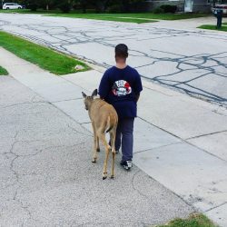 cute-overload:  There is a blind deer in