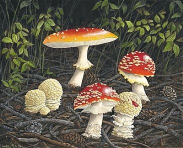 allthateverwasorwillbe:Amanita muscaria, Lucy Martin