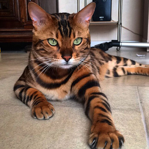 boredpanda:Meet Thor, The Bengal Cat With Purrfectly Beautiful Fur