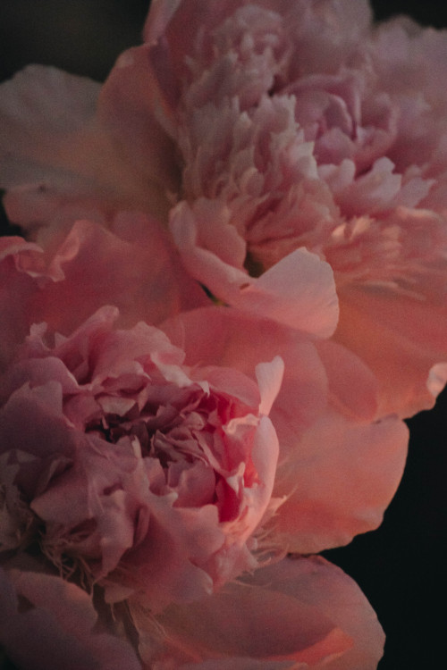 peonies