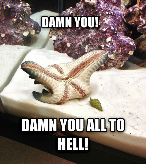 tastefullyoffensive:  Melodramatic Starfish [x] 