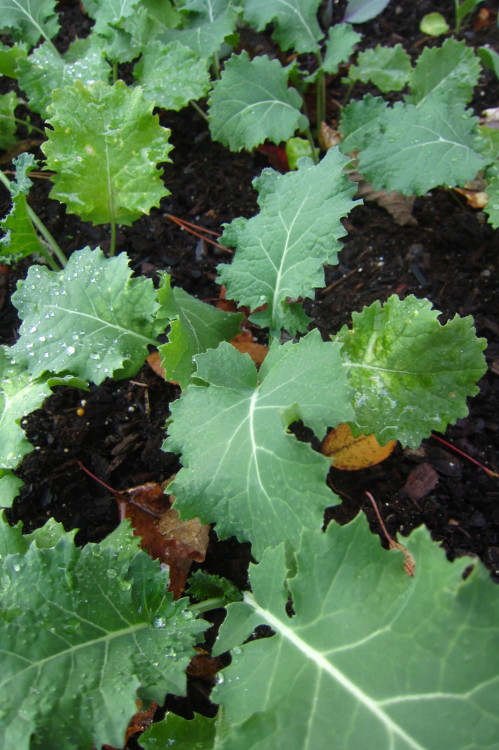 Late October 2015 - VeggiesThis tray is performing the best of all of our late season veggies plante