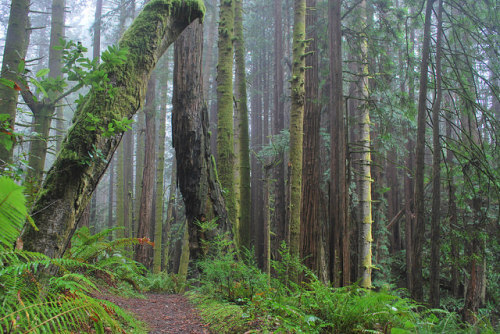 90377:Redwood-Path-Crossed-Trees by Doreeno on Flickr.