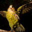 hellokakapo