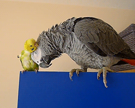tootricky:  African grey parrot and budgie are best friends (source)