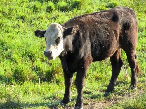 This young steer apparently was a Juggalo.