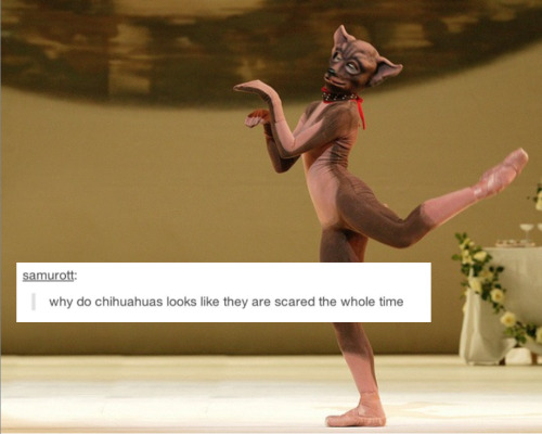 passdebourre: balletwarrior: Ballet, tumblr style 5! (x) still going strong! best post i’ve se