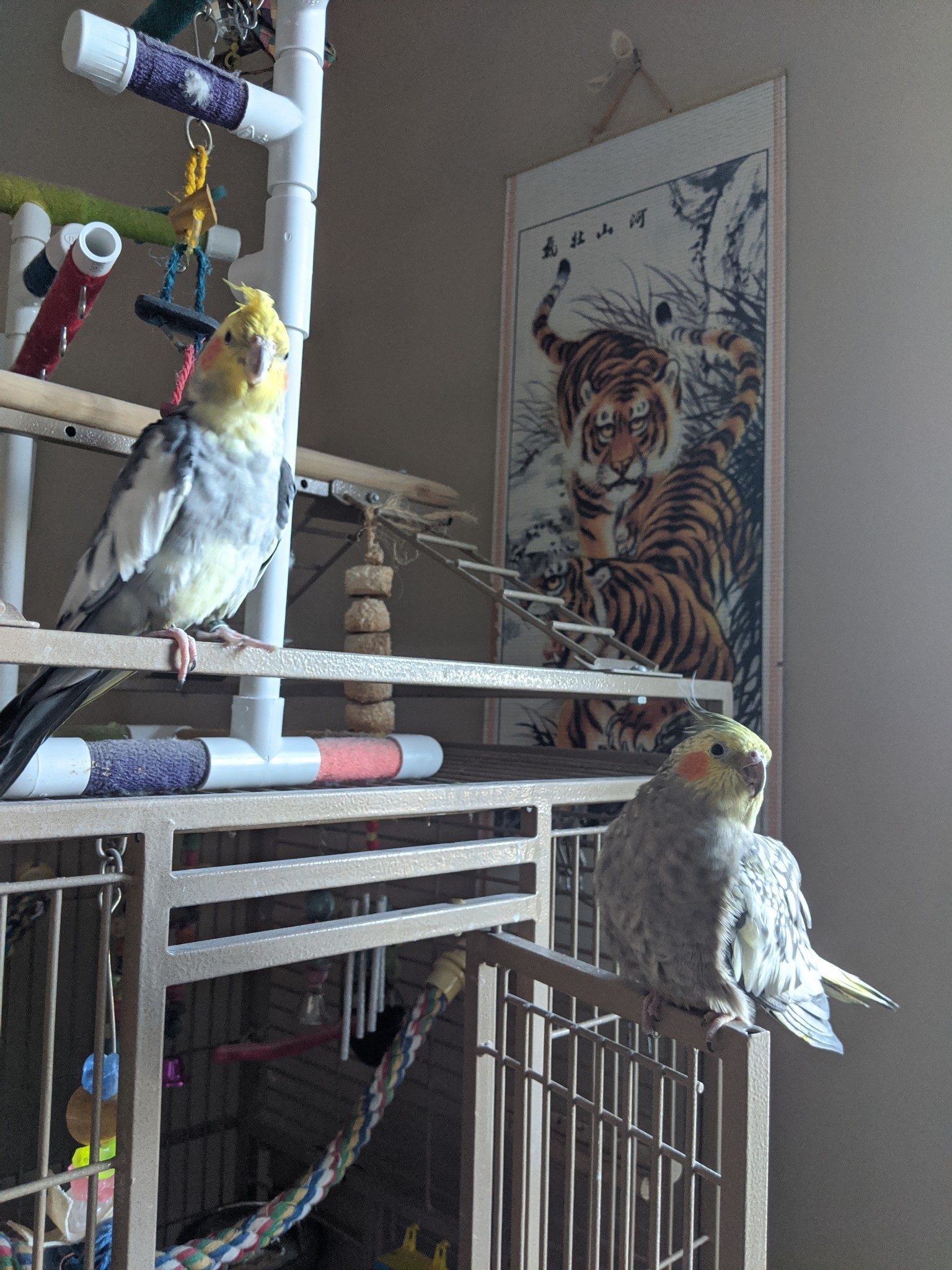 Enyo and Mai Tai the cockatiels