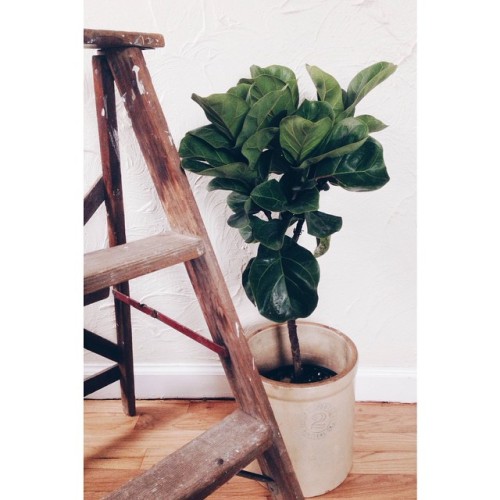 got this impossibly cute dwarf fiddle leaf fig for Christmas! it’s perfect! #plants #apartment