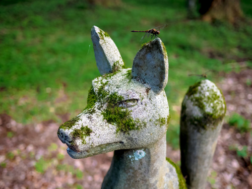 maruhi:お稲荷さん inari fox