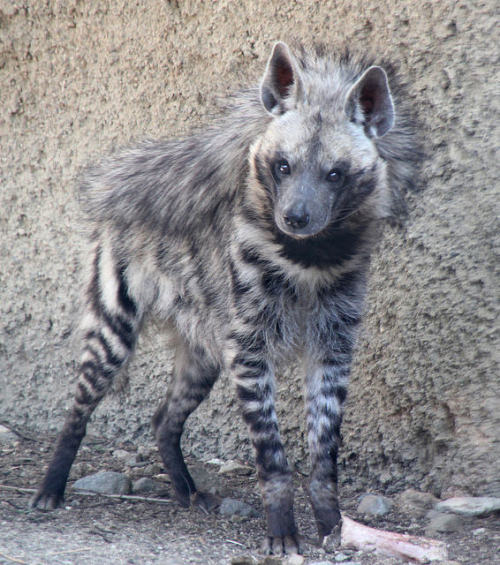 fenrislorsrai:  hyena,striped_LivDesert,Ca_2285 by chunt01 on Flickr.