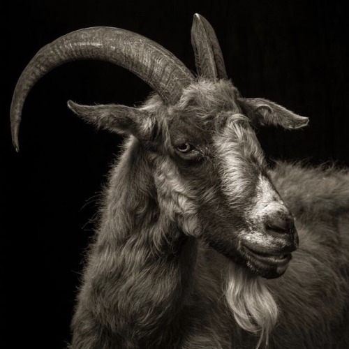 playsthetics: “Wouldst thou like to live deliciously?” Film: The VVitch masterpiece