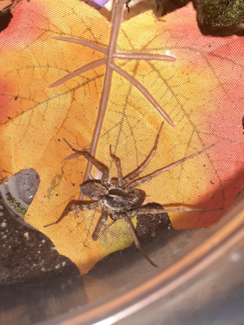 Fed A Bunch Of Spiders Tonight