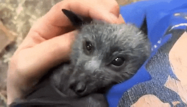 everythingfox:Baby fox bat