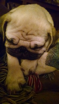 ilovepugs:  Sleepy Lil Phoebe <3