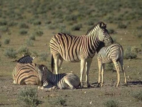 Zebras [x]