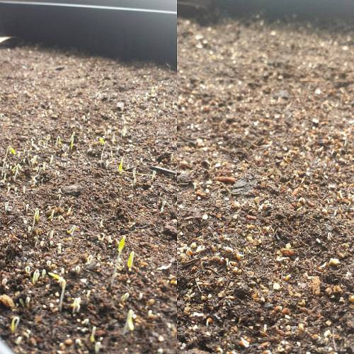 Microgreens finally sprouting. Parsley on the left and celery on the right. #growyourown #microgreen