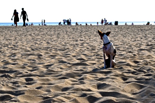 Venice Beach, CaliforniaMarch 14, 2015 