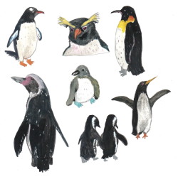 prudencerandom:  penguins are cute in every age and every species 